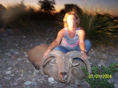 Aoudad hunts