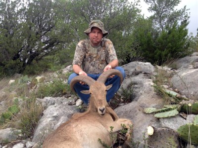 Aoudad hunts