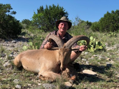 Aoudad hunts