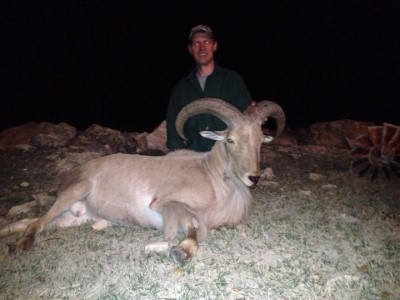 Aoudad hunts