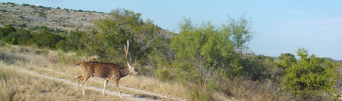 Axis deer buck