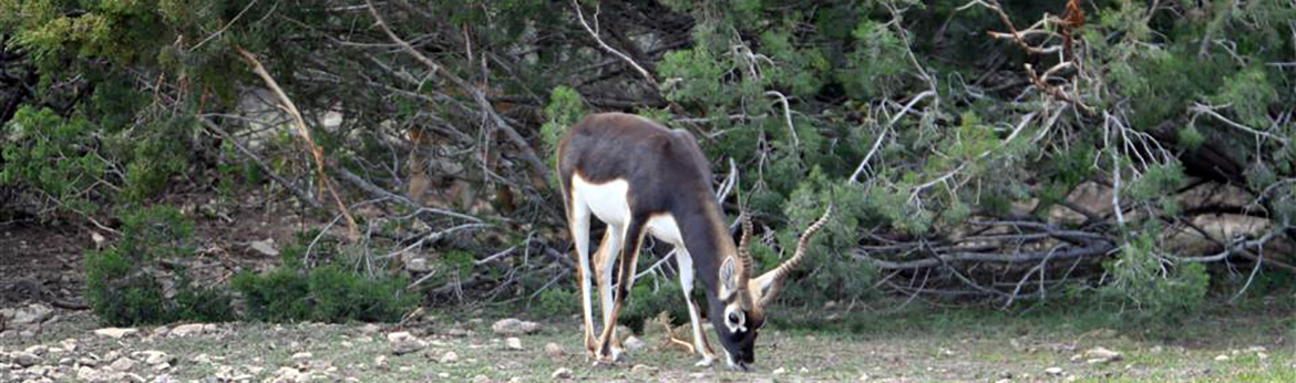 Blackbuck ANtelope free range