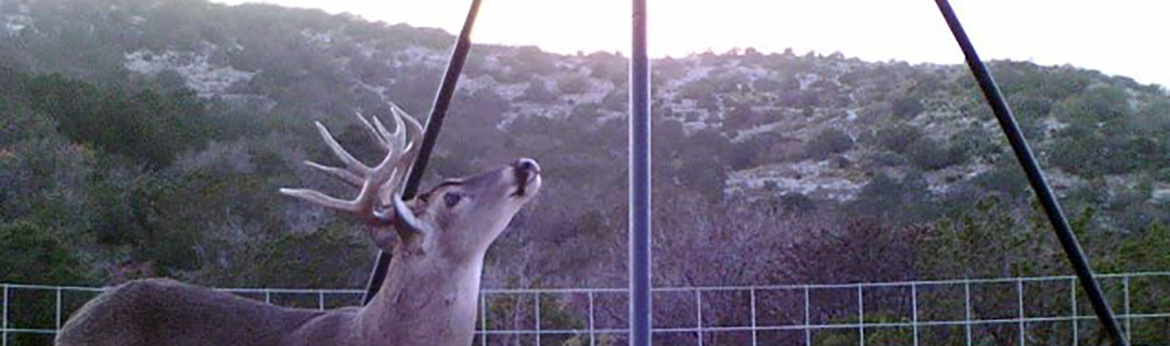 Texas Whitetail Deer at feeder