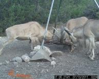 Aoudad Game Camera Photo