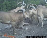 Aoudad Game Camera Photo