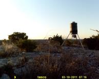 Aoudad Game Camera Photo