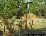 Aoudad Game Camera Photo