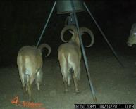 Aoudad Game Camera Photo