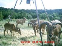 Aoudad Game Camera Photo