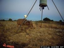 Aoudad Game Camera Photo