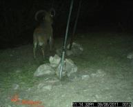 Aoudad Game Camera Photo