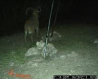 Aoudad Game Camera Photo