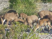 Aoudad Game Camera Photo