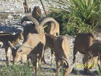 Aoudad Game Camera Photo