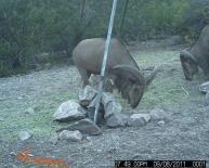 Aoudad Game Camera Photo