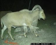 Aoudad Game Camera Photo