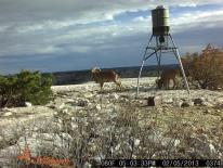 Aoudad Game Camera Photo