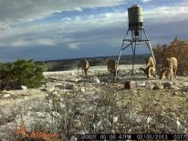 Aoudad Game Camera Photo