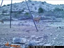 Aoudad Game Camera Photo