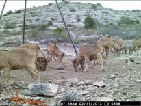 Aoudad Game Camera Photo