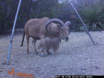 Aoudad Game Camera Photo