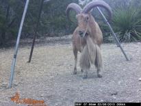 Aoudad Game Camera Photo