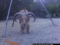 Aoudad Game Camera Photo