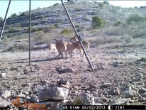 Aoudad Game Camera Photo