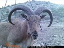 Aoudad Game Camera Photo