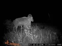 Aoudad Game Camera Photo