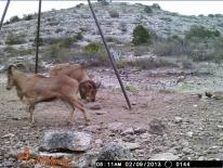 Aoudad Game Camera Photo