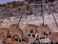 Aoudad Game Camera Photo