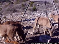 Aoudad Game Camera Photo