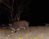 Texas Wild Hog Game Camera Photo