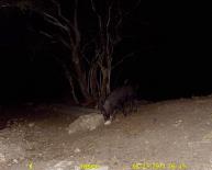 Texas Wild Hog Game Camera Photo