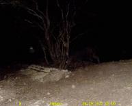 Texas Wild Hog Game Camera Photo