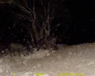 Texas Wild Hog Game Camera Photo