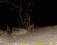 Texas Wild Hog Game Camera Photo
