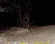 Texas Wild Hog Game Camera Photo