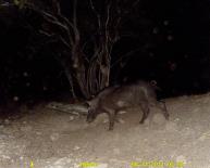 Texas Wild Hog Game Camera Photo