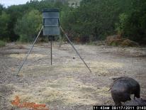 Texas Wild Hog Game Camera Photo