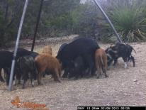 Texas Wild Hog Game Camera Photo