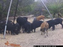 Texas Wild Hog Game Camera Photo