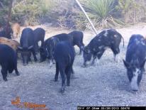 Texas Wild Hog Game Camera Photo