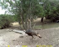 Texas Wild Turkey Game Camera Photo