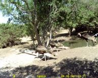 Texas Wild Turkey Game Camera Photo