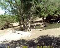 Texas Wild Turkey Game Camera Photo