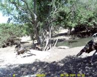 Texas Wild Turkey Game Camera Photo