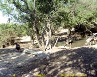 Texas Wild Turkey Game Camera Photo