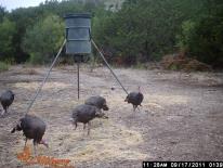 Texas Wild Turkey Game Camera Photo